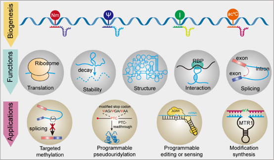 GS-441524 polymerase | Shaanxi BLOOM Tech Co., Ltd GS-441524 polymerase | Shaanxi BLOOM Tech Co., Ltd