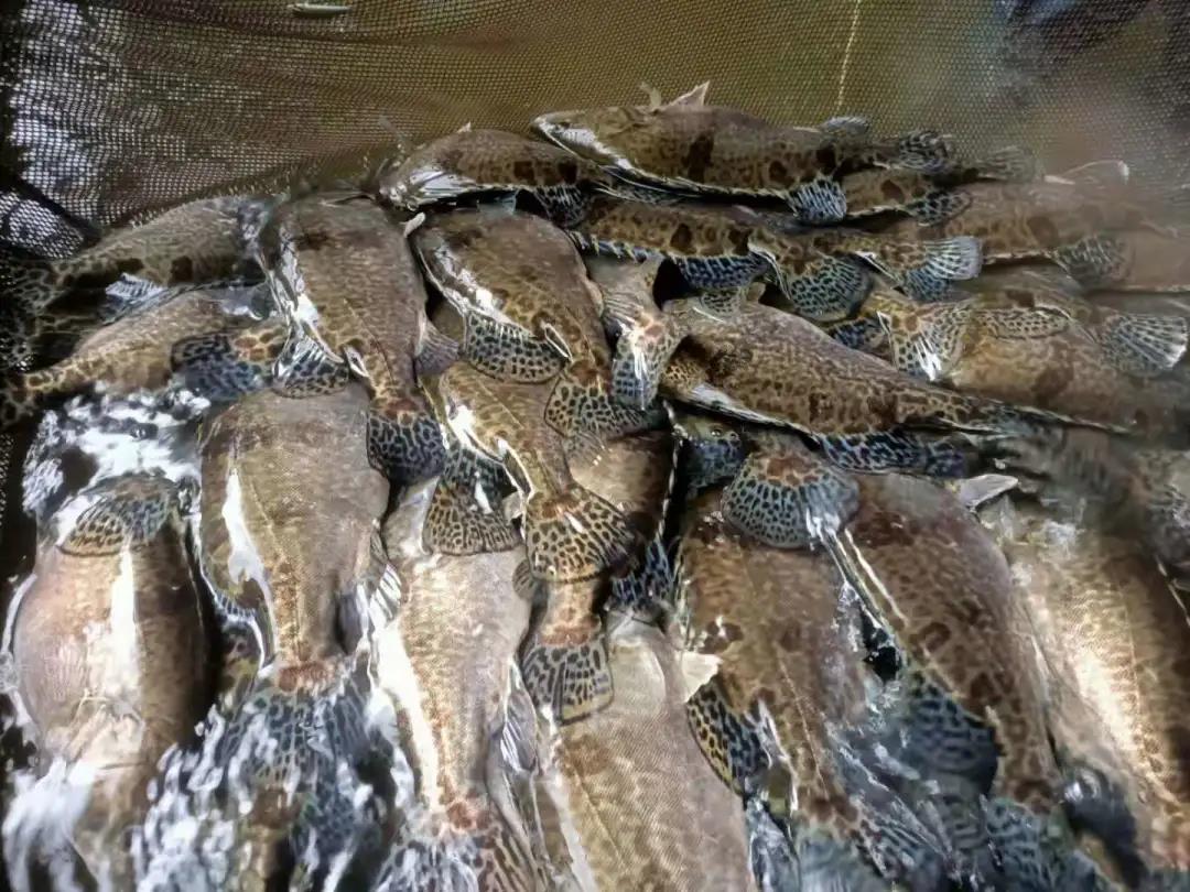 image-20240127235639-2