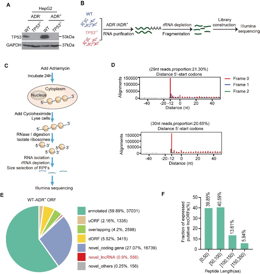 image-20240129234714-1